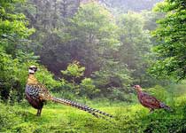 罗山董寨鸟类自然保护区天气